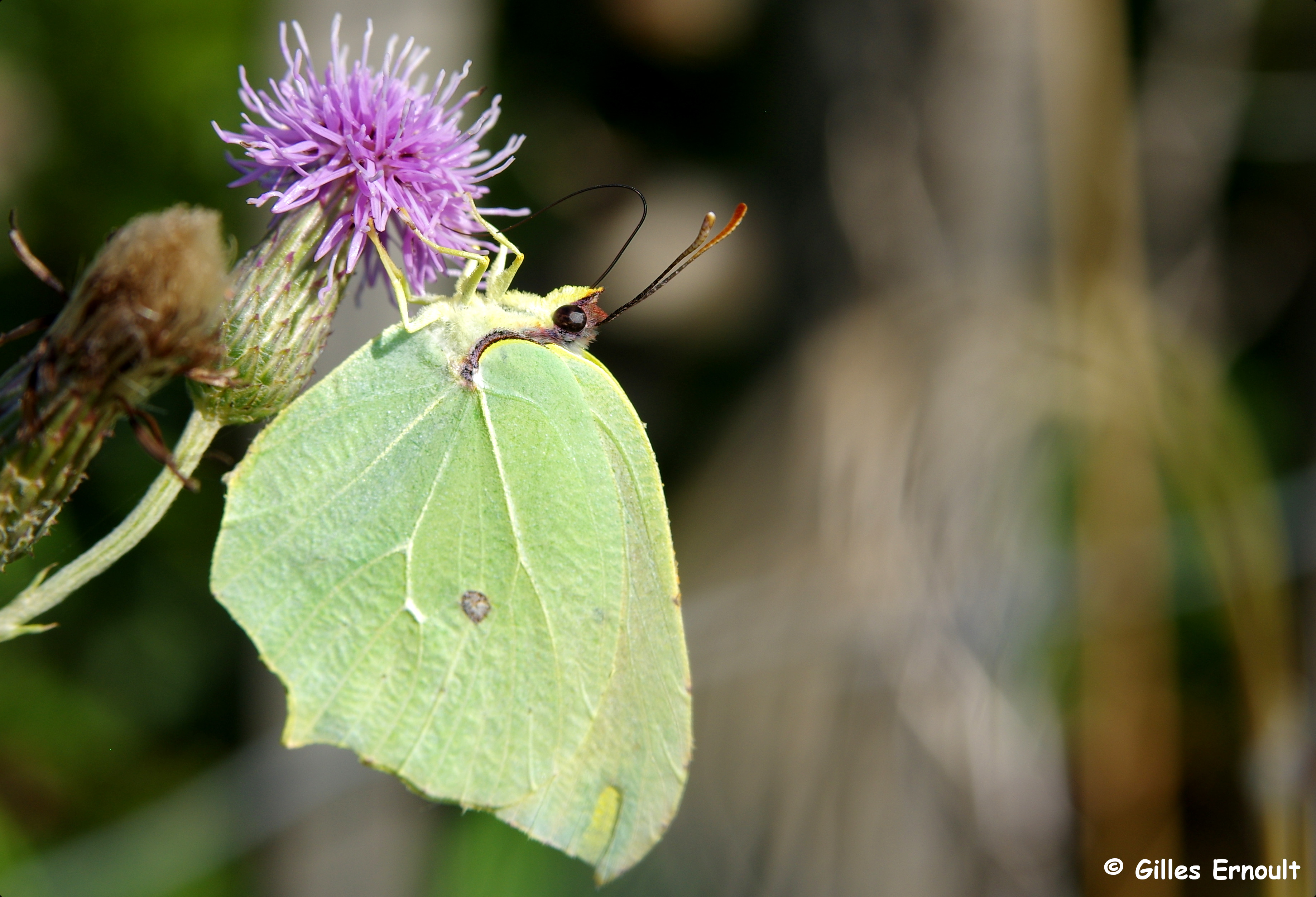 juillet2022-1.JPG, déc. 2022 juillet2022-1.JPG, déc. 2022
